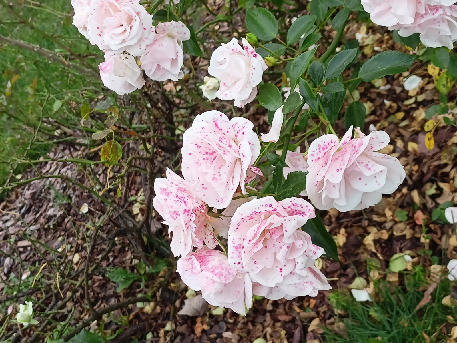 anna_todo