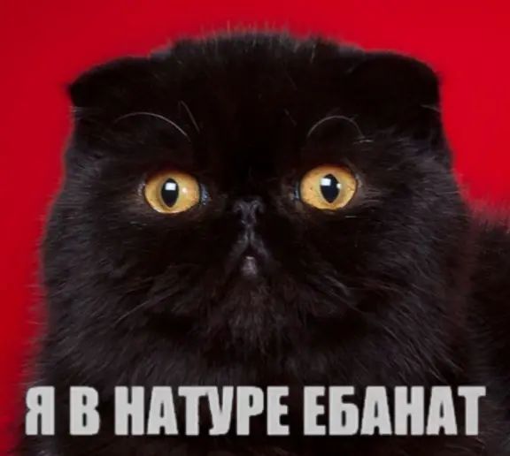qeyq